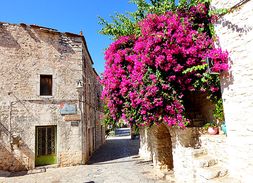 Bougainvillea i Aeropoli på Peloponessos i Grekland. 