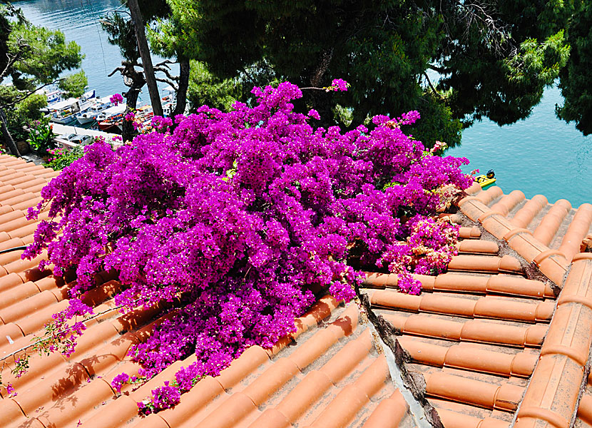 Bougainvillea i Patitiri på Alonissos i Grekland. 