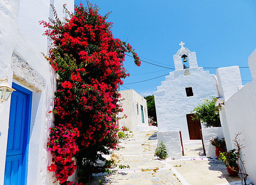 Bougainvillea i Chora på Amorgos i Grekland. 