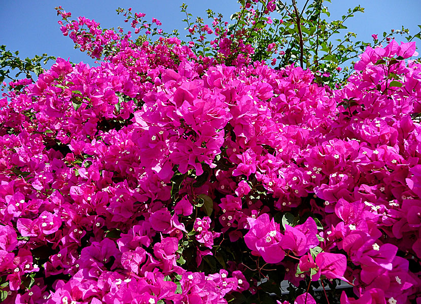 Bougainvillea i Chora på Ios i Grekland. 