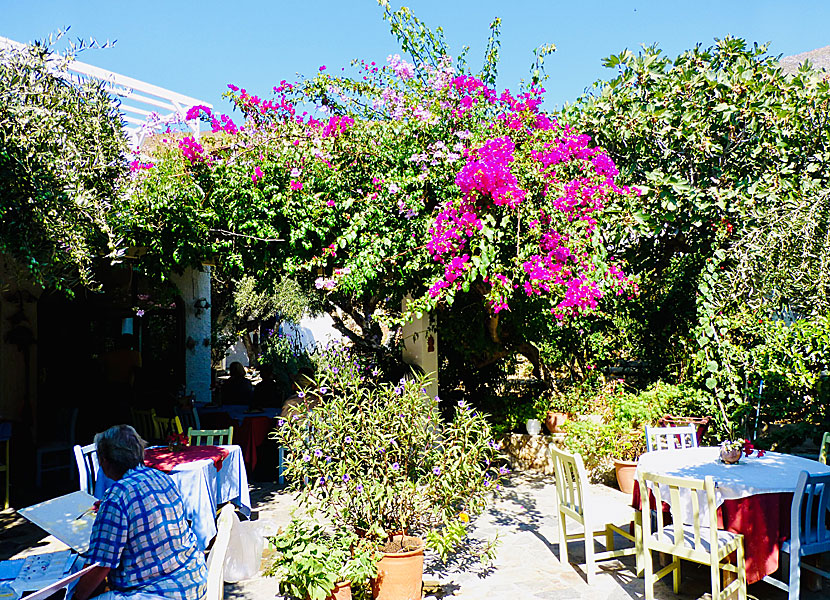 Bougainvillea i Emporios på Kalymnos i Grekland. 