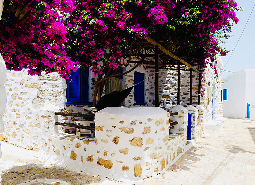 Bougainvillea i Chora på Koufonissi i Grekland. 