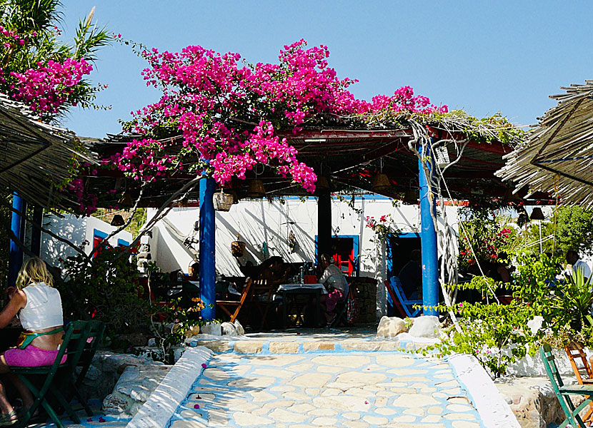 Bougainvillea i Katsadia på Lipsi i Grekland. 