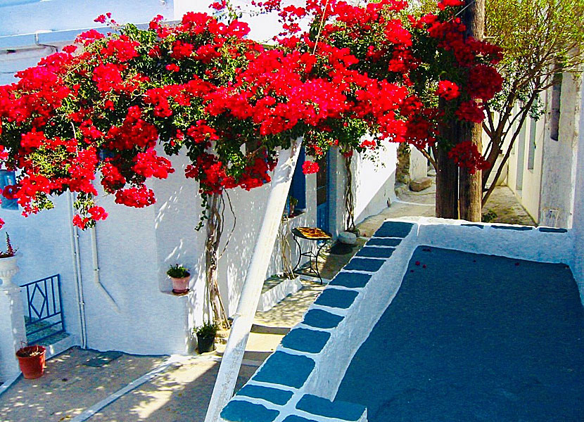 Bougainvillea i Plaka på Milos i Grekland. 