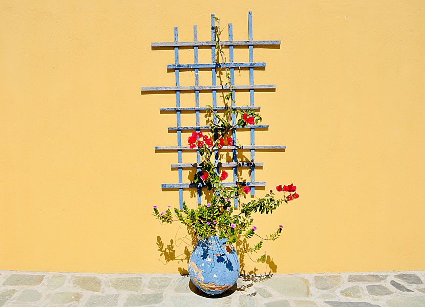 Bougainvillea i Mandraki på Nisyros i Grekland. 