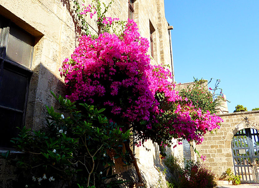 Bougainvillea i Rhodos gamal stad på Rhodos i Grekland. 