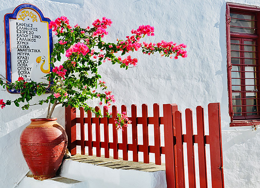 Bougainvillea i Apollonia på Sifnos i Grekland. 