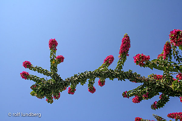 Bougainvillea spectabilis.