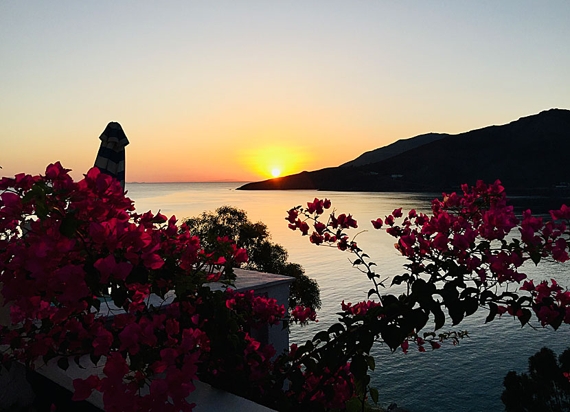 Bougainvillea i Livadia på Tilos i Grekland. 