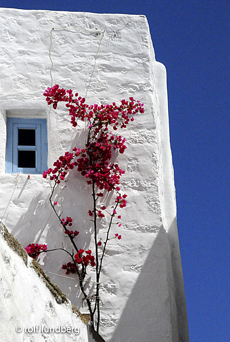 Bougainvillea. Grekland.