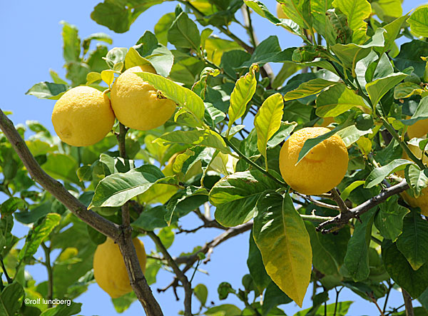 Citroner på Kreta Grekland.
