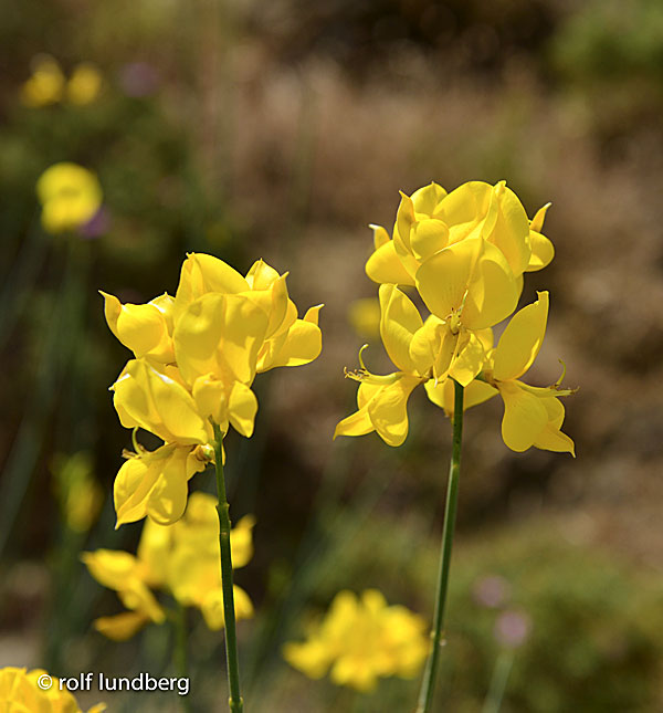 Blommor i Grekland. Ginst.