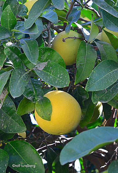 Grapefrukt. Kreta.