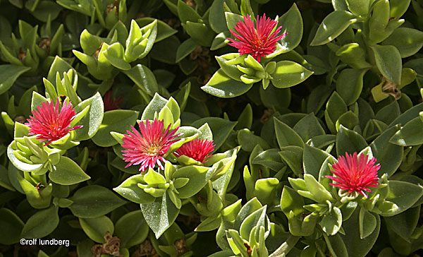 Växter i Grekland. Hjärtreva. Aptenia cordifolia.