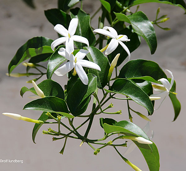 Jasminum officinale.