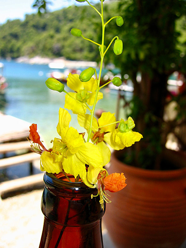 Trädet Mexican Palo Verde, Jerusalem Thorn och Jerusalemtörne på Skopelos i Grekland.