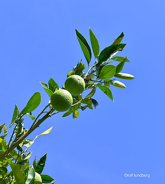 Lime från Naxos i Grekland.