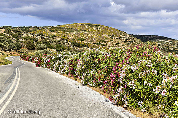 Blommor i Grekland. Nerium. Oleander. 