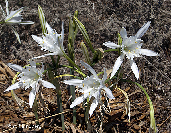 Pancratium maritimum. 