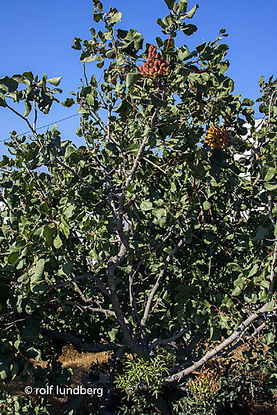 Pistacia vera.