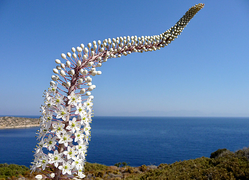 Drimia maritima. Urginea maritima. Greece.