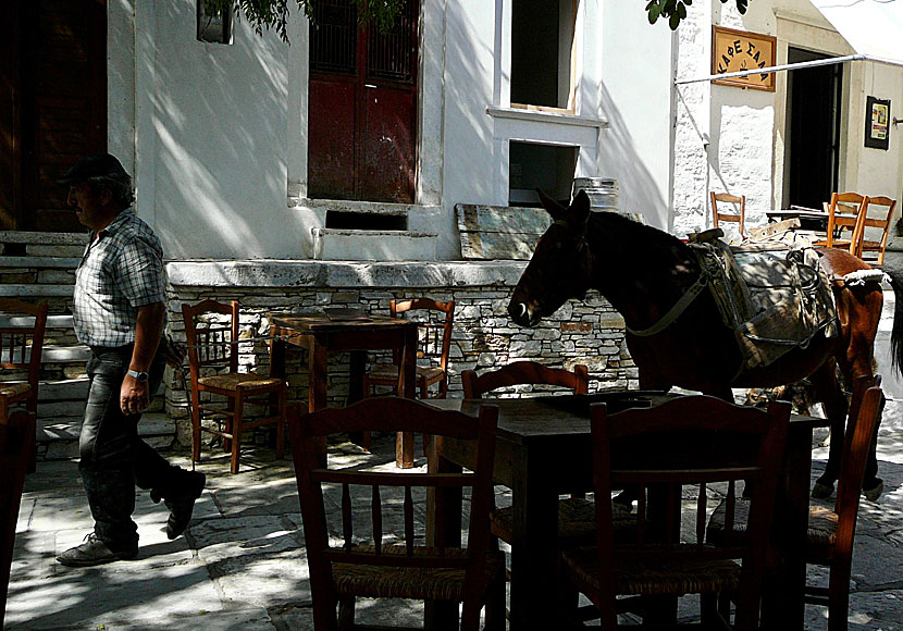 Åsnor på ön Naxos i Grekland.