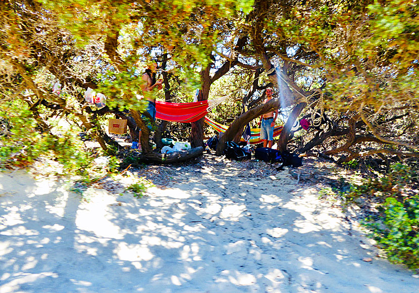 I Aliko växer Naxos berömda cederträd. Camping är vanligt i sanddynerna. 