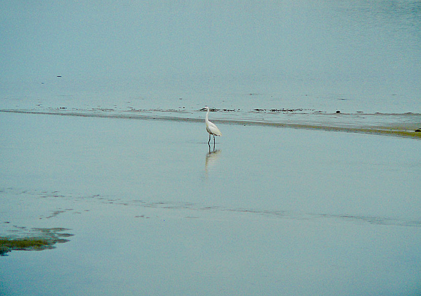 Fågelskåda vid Lake Aliki på Naxos i Grekland.