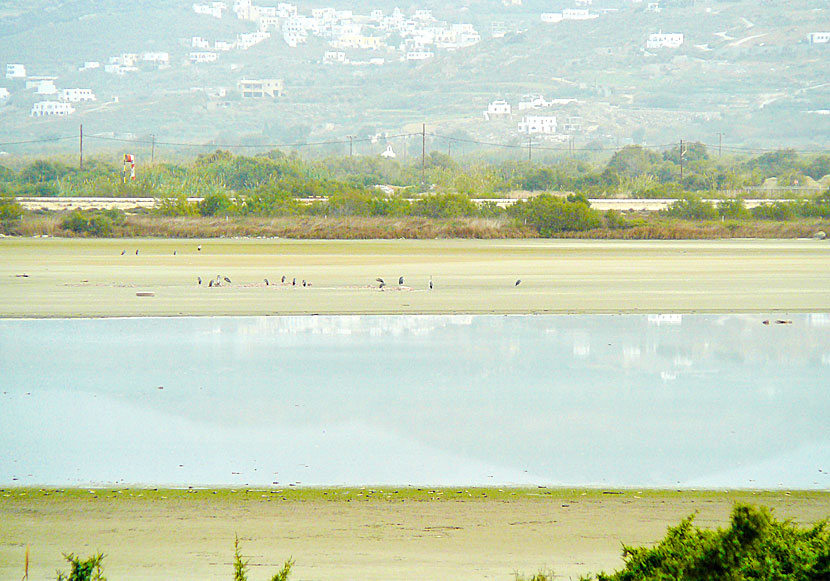 Fågelskåda på Naxos i Kykladerna.