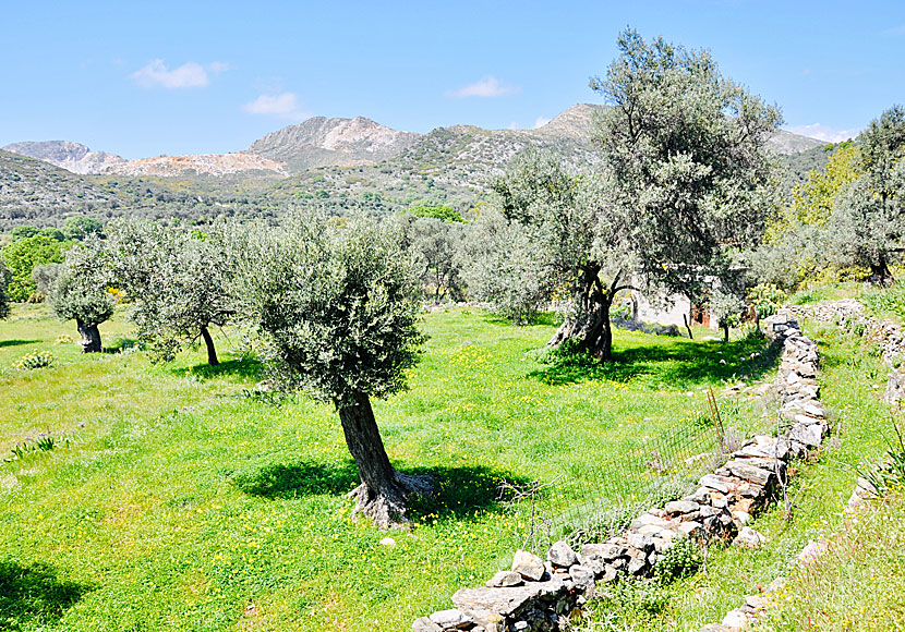 Vandra på Naxos.