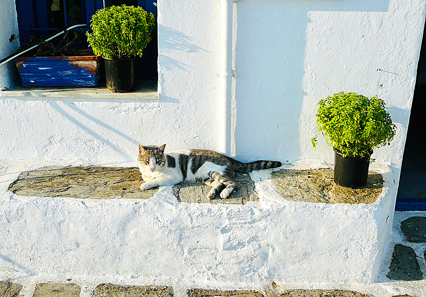 Katter på Paros i Kykladerna i Grekland.