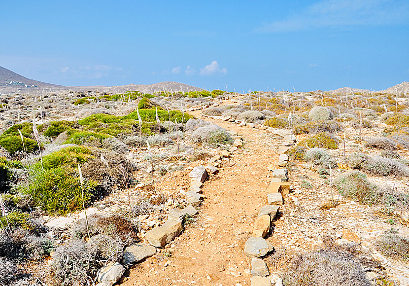 Sjölök, drimia maritima, urginea maritima på Paros i Grekland.