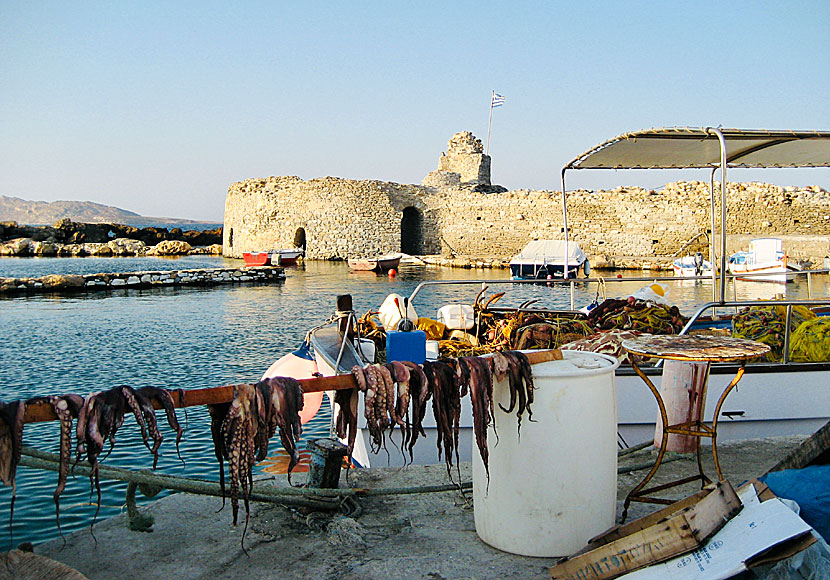 Bläckfiskar i den venetianska fästningen i Naoussa på Paros i Kykladerna.