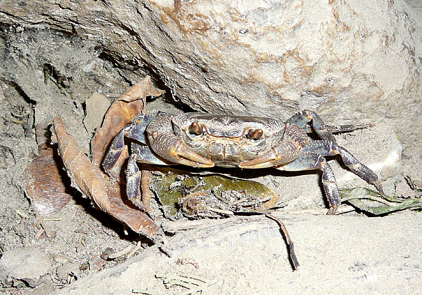 På Samos finns många vilda djur, som ormar och krabbor. 