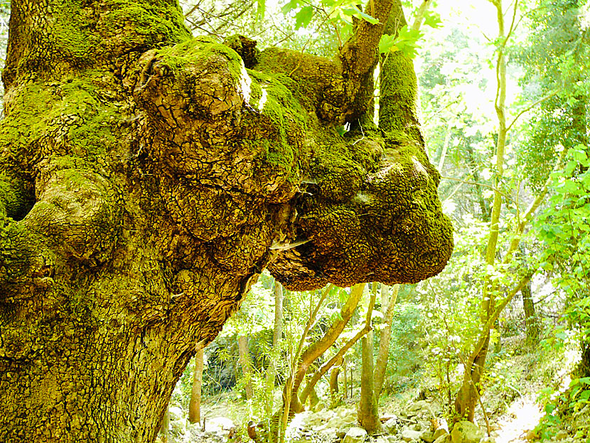 På norra Samos växer det ovanliga trädet vresbok, även kallad dvärgbok. 