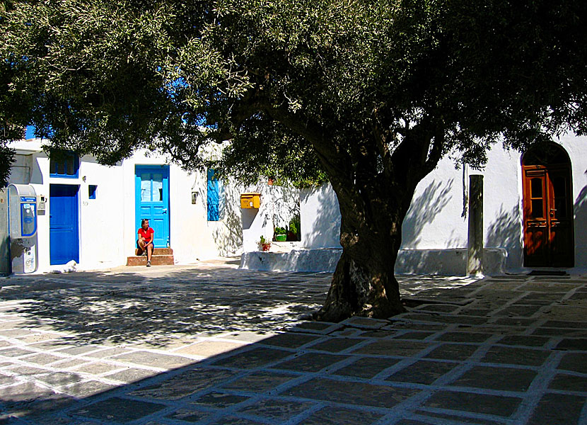 Olivträdet på torget i Panagia på Serifos som alla giftaslystna dansar runt på festen den 16 augusti varje år. 