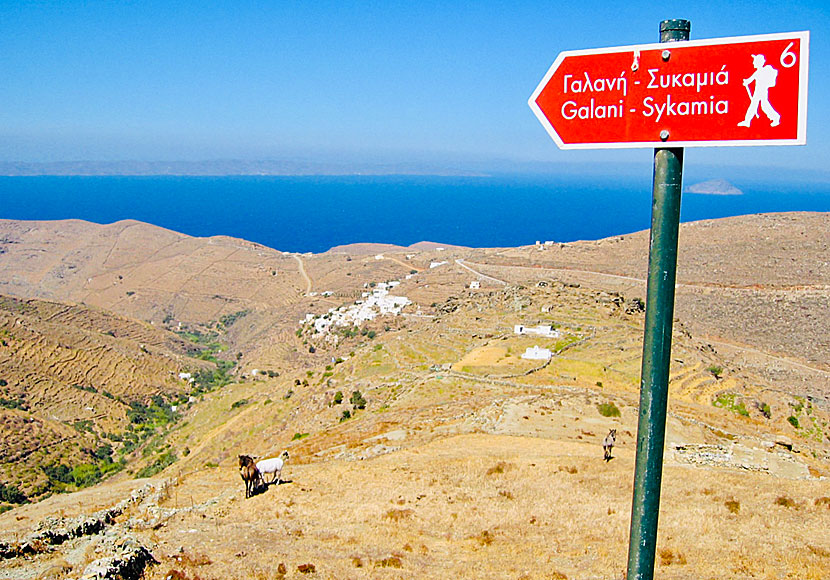 Vandring till Sikamia beach på Serifos.