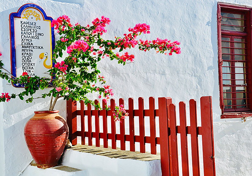 Liten Bougainvillea vid ett litet kafé.