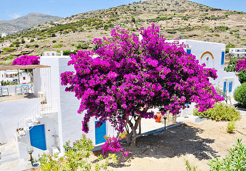 Det finns många vackra bougainvillea på Sifnos, även här i Platys Gialos.