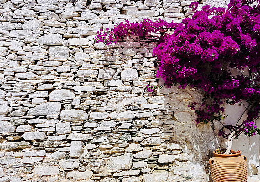 Bougainvillea i Kastro på Sifnos i Grekland.