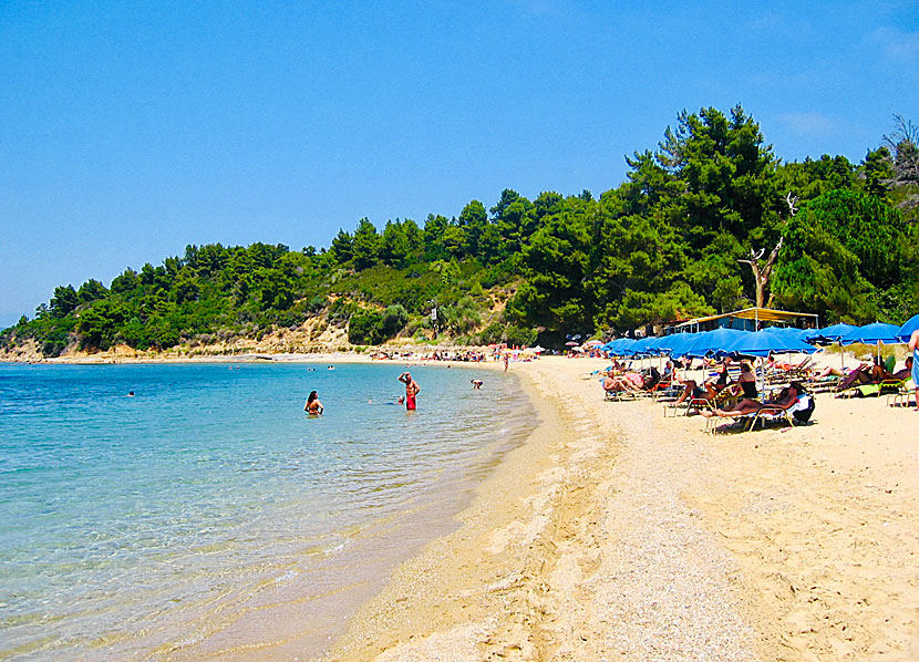 Skiathos bästa stränder. Agia Eleni beach.