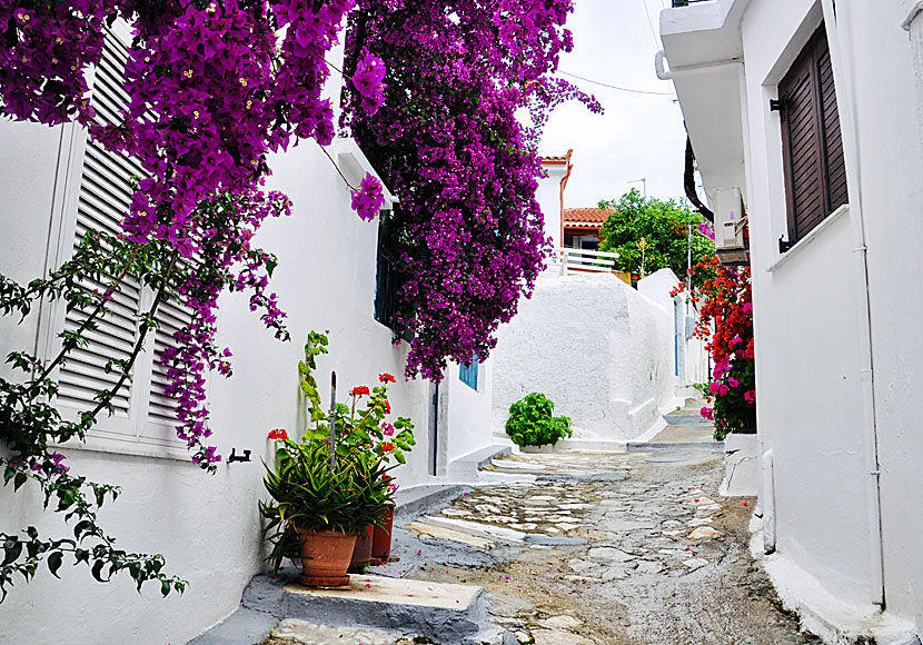 En av många gränder i de gamla oturistiska delarna av Skiathos stad.