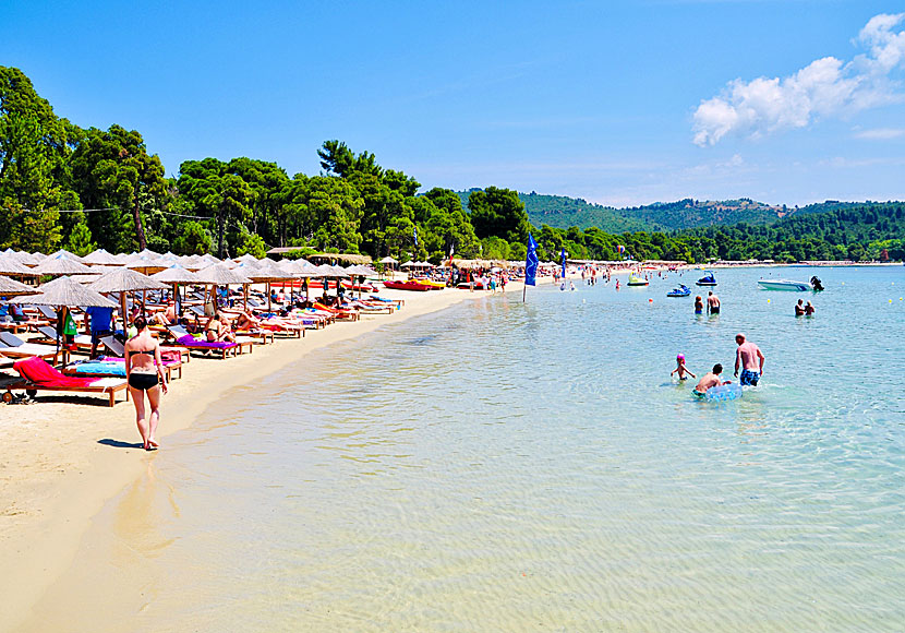 Koukounaries beach på Skiathos ligger nära de barnvänliga stränderna Mandraki, Kifi Ammos, Ghournes och Agistro.