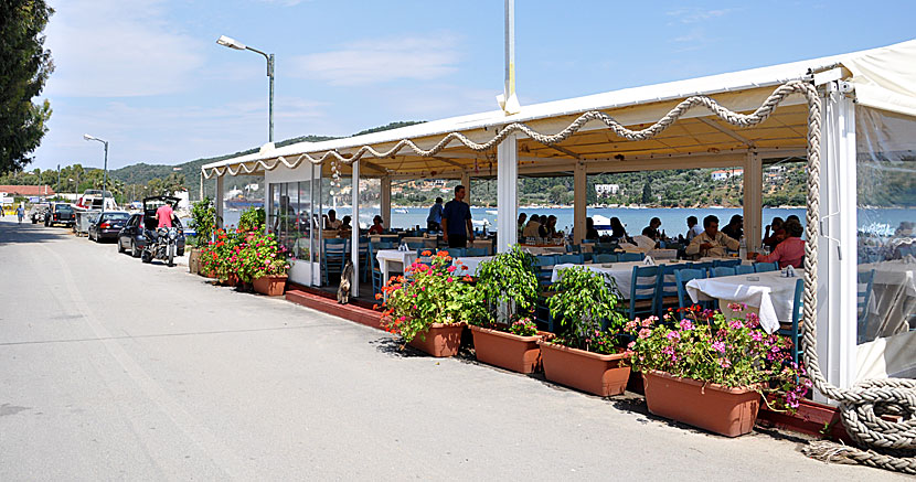 Grekernas favorittaverna Akrogialo. Skiathos.