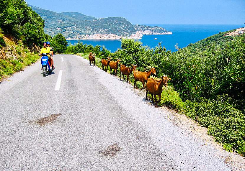 Hyra moped och köra till Sotiras Metamorphosis Monastery, Agia Varvara Monastery och Timios Prodromos Monastery på Skopelos i Grekland.