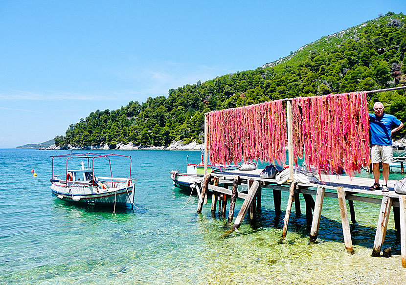 Fisknäten på Skopelos är röda till färgen i stället för gula fisknät som annars är vanligast i Grekland.