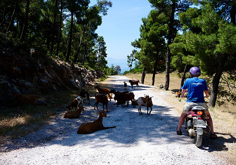 Köra bil och moped i bergen på Skopelos.