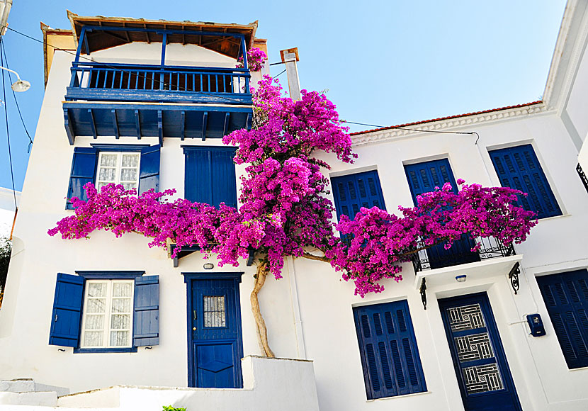 Bougainvillea i Skopelos stad på Skopelos.