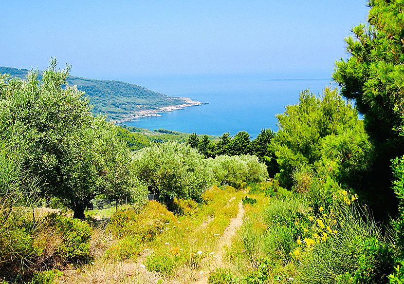 Vandringsleder på Skopelos som går till havet där du kan bada och sola.