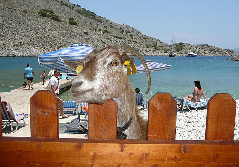 En av många nyfikna getter Marathounda beach på Symi.